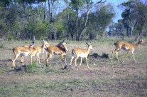 Le Masaï Mara et sa faune