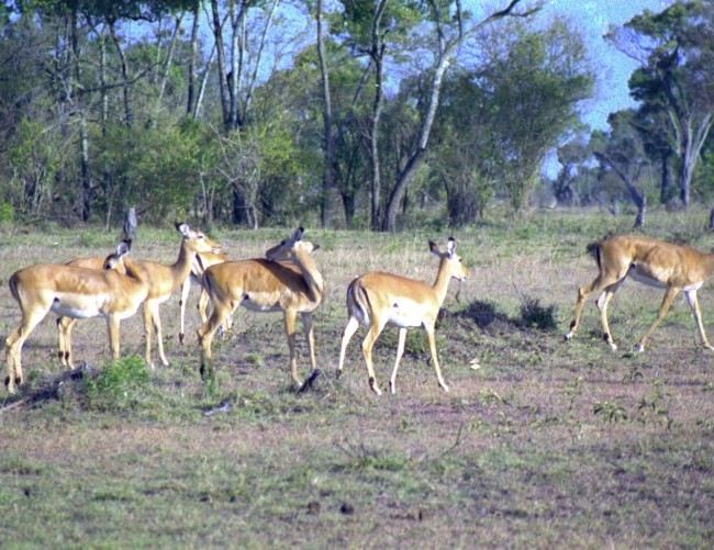 Le Masaï Mara et sa faune
