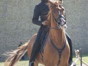 DSC04487.jpg