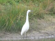 IMG_0017.JPG
