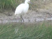 IMG_0019.JPG