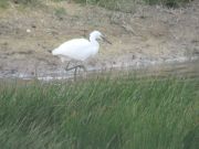 IMG_0020.JPG