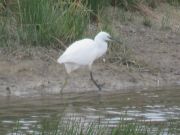 IMG_0021.JPG