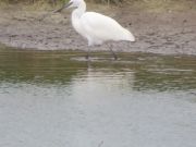 IMG_0034.jpg