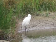 IMG_0036.jpg