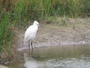 IMG_0037.jpg