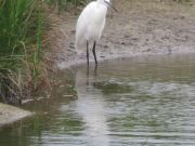 IMG_0038.jpg