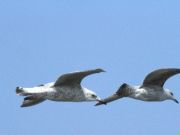 img_0396