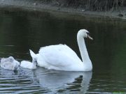img_4252