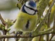IMG_0006
