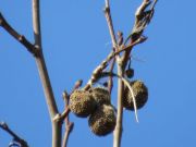 IMG_0004