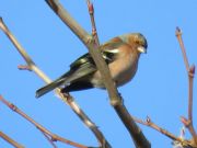 IMG_0011