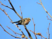 IMG_0012