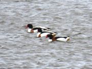 IMG_0056