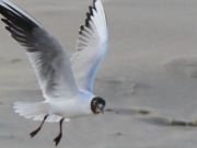 img_4764bis
