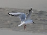 img_4767bis