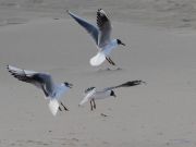 img_4768-bis