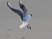 img_4769-ter