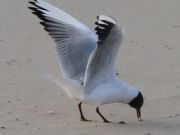 img_4769bis