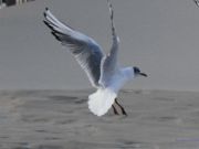 img_4776bis