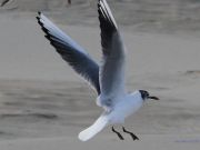 img_4778bis