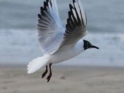 img_4780bis