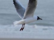 img_4781bis