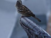 DSC01704