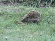img_0021