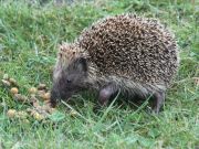 img_0025