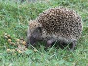 img_0027