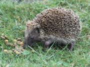 img_0028