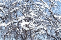 Paysages… givrés