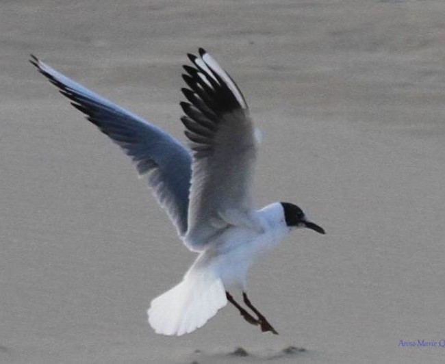 Mouettes