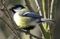 Les oiseaux du jardin