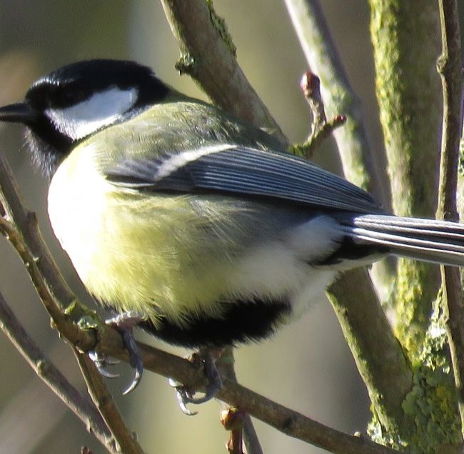 Les oiseaux du jardin