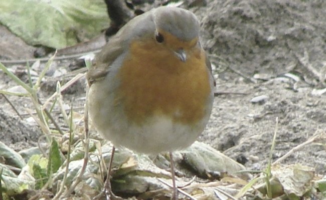 Oiseaux de nos jardins
