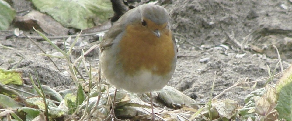 Oiseaux de nos jardins